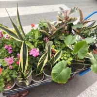 گل فروشی همیشه بهار