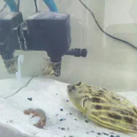 ماهی پافر فاهاکا 22 سانتی