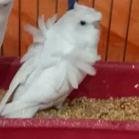 جوجه مرغ عشق پروانه ای دوگل فول سفیدبرفی