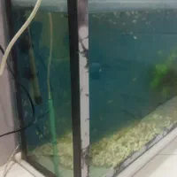 آکواریوم باتمام وسایل با تعدادی ماهی گوپی|ماهی|بروجرد, |دیوار