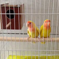 کوتوله زرد صورت هلویی|پرنده|خمینی‌شهر, |دیوار