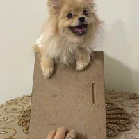 سگ پامرانین