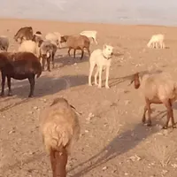 سگ دل گلع