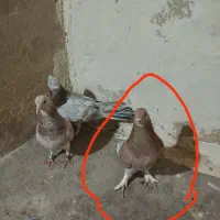 کفتر گم شده