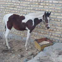 کره مادیون|اسب و تجهیزات اسب‌سواری|الشتر, |دیوار