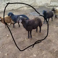 دو عدد بره قوچ افشاری اصل|حیوانات مزرعه|قوچان, |دیوار