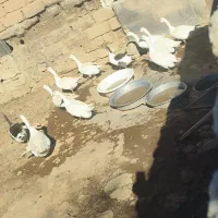 غاز محلی ، تمیز با قیمت مناسب