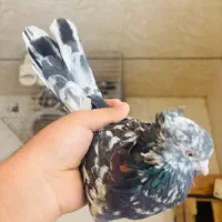 یک عدد سرور پرخال عتیقه کلکسیونی آنتیک|پرنده|اصفهان, مشکین|دیوار