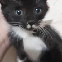 بچه گربه|گربه|رودسر, |دیوار