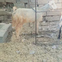 یک عدد بز حامله گوسفند بره