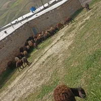 فروش ۴۰ رس گوسفند جوان