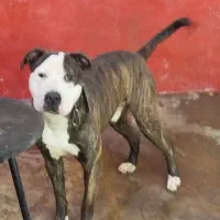 سگ پیتبول نر ۷ماهه|سگ|رشت, رودباری|دیوار