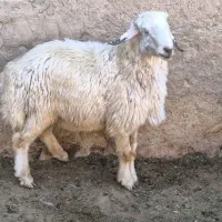 فروش یک عدد بره قوچی