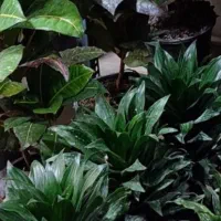 گل بامبو کلکسیونی|کلکسیون اشیاء عتیقه|بروجرد, |دیوار