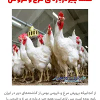 کارگر ساده مرغداری‌