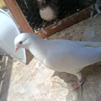 کفتر باخت رفته