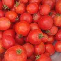 گوجه محلی روستا