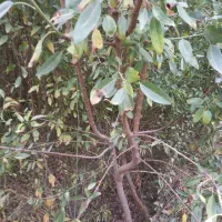 نهال بادام بومی ۴ و۳ساله