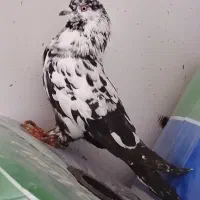 کبوتر|پرنده|اردبیل, |دیوار