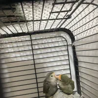 یک جفت مولدکوتوله برزیلی و جوجه‌