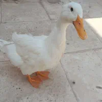 اردک 6 ماهه جوان