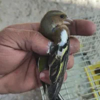 سهره و سهره خمسه|پرنده|تیکمه داش, |دیوار