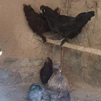 سه تا مرغ ابریشمی و ی خروس