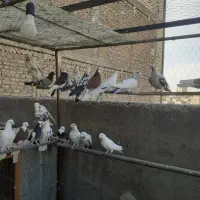 کبوتر شازده|پرنده|شهریار, شهرک مصطفی خمینی|دیوار