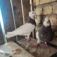 کبوتر طوقی شازده