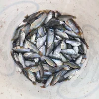 طعمه ماهی چندال و شانگ سفید