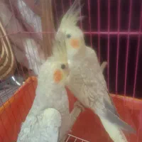عروس هلندی