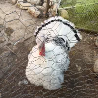 بوقلمون محلی|حیوانات مزرعه|شیروان (خراسان), |دیوار