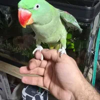 جفت شاه طوطی.|پرنده|شیراز, شهرک فرزانگان|دیوار