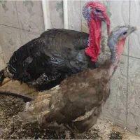 یک جفت بوقلمون محلی بزرگ