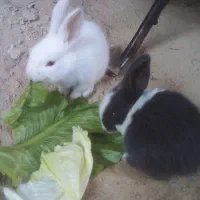 سه عدد خرگوش کوچیک