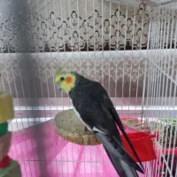 عروس هلندی نر اهلی سخن کو
