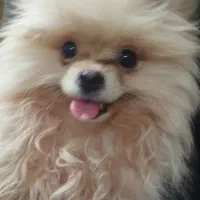 واگذاری سگ|سگ|بهارستان, |دیوار