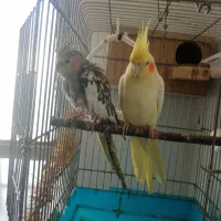 فروش دو عدد عروس هلندی نر و ماده