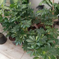 گل های آپارتمانی زیبا قیمت مناسب|گل و گیاه طبیعی|سبزوار, رضوی|دیوار