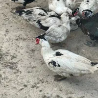 فروش اردک اسراییلی|حیوانات مزرعه|چالوس, |دیوار