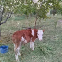 گوساله نر سیمینتال