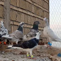 ده تا کبوتر صید پرشی
