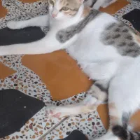 واگذاری گربه خانگی