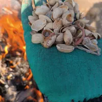 کربن پوست پسته برای زغال حبه پسته