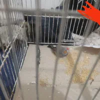 فنچ|پرنده|کاشان, امام خمینی|دیوار