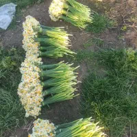 گل نرگس|گل و گیاه طبیعی|خان ببین, |دیوار