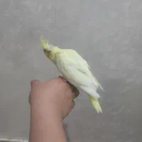 جوجه عروس هلندی|پرنده|نسیمشهر, |دیوار