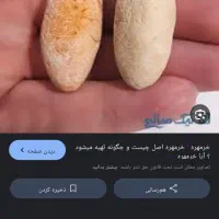 مهره شانس. اصلی