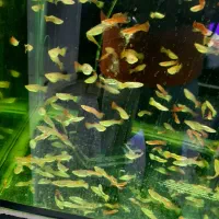 گوپی مولد درشت|ماهی|اصفهان, فجر|دیوار