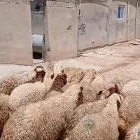 گوسفند‌وبره